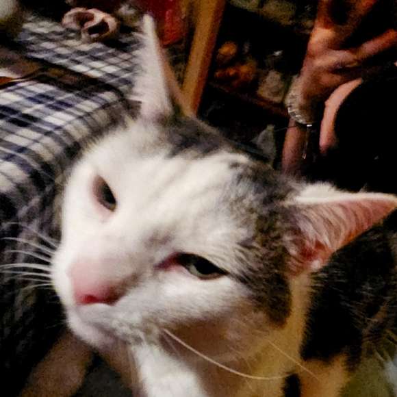 Meet your Posher, Meagan - Picture 1 of 1